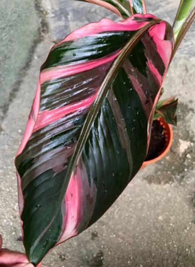 Musa banana Nono Pink Variegated Banana Planting Rhizomes plant